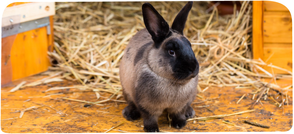 Marderkaninchen2.jpg