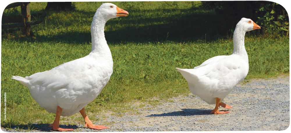 gans.jpg