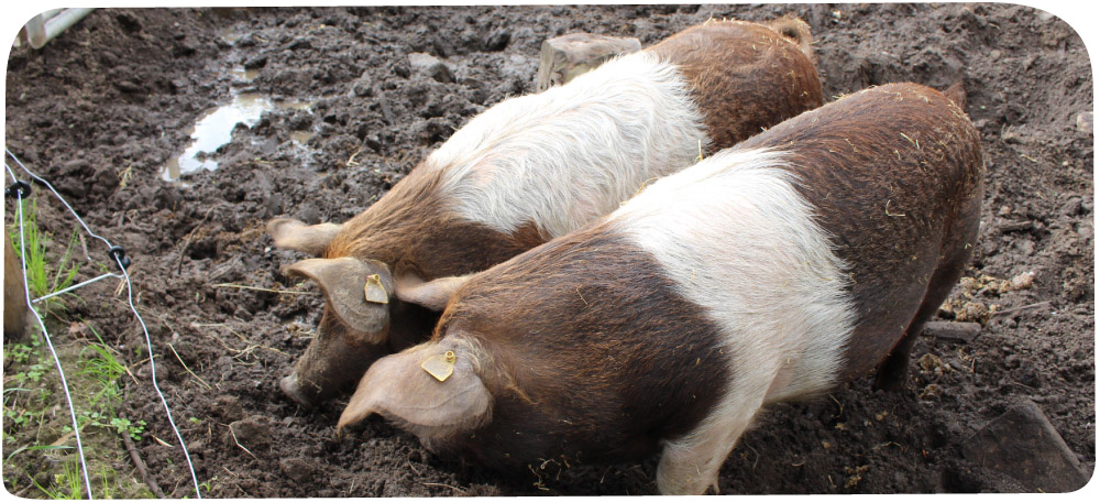 schwein.jpg