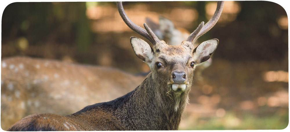 sika.jpg